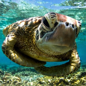 Big Pin Pin in the Sea